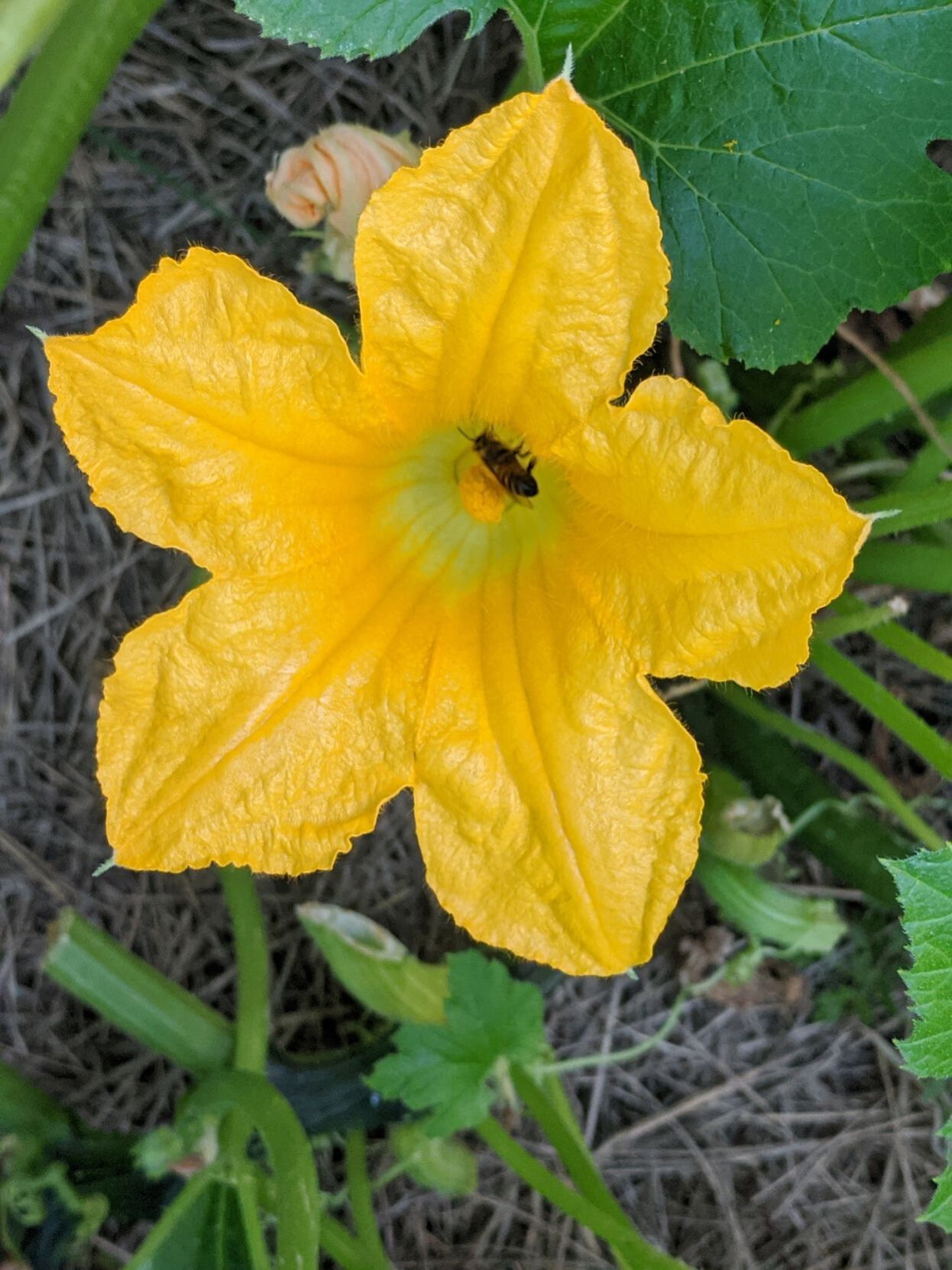 bee